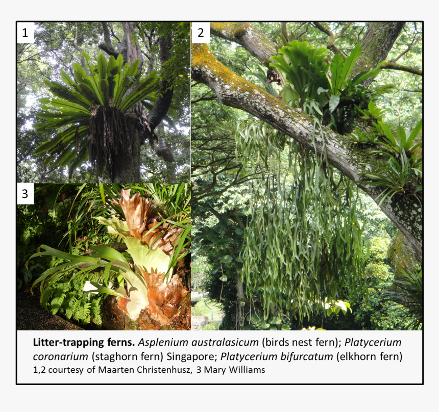 Picture1 - Plants That Grow On Another Plant, HD Png Download