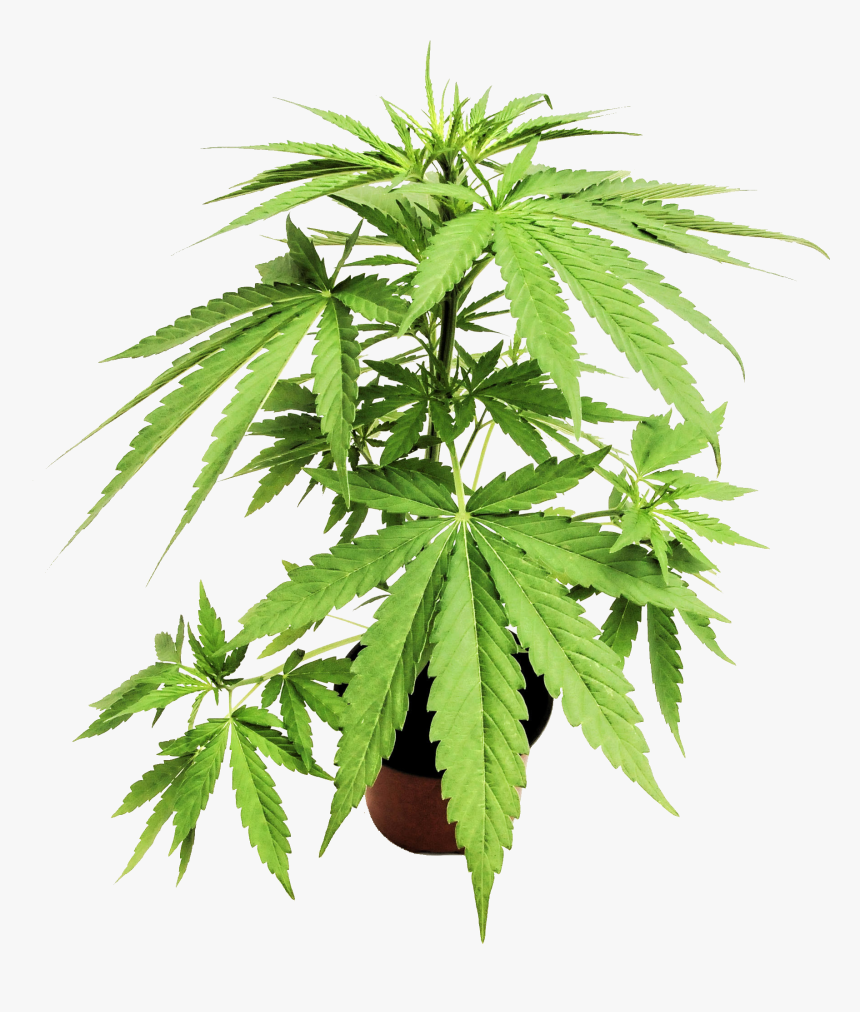 Cannabis, HD Png Download