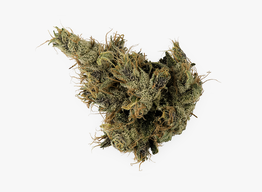 Golden Haze - Hornwort, HD Png Download