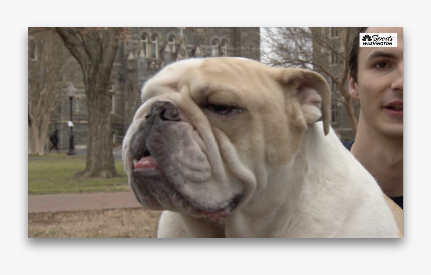 Australian Bulldog, HD Png Download