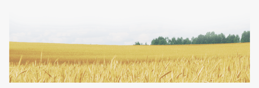 Wheat Field Png - Field, Transparent Png