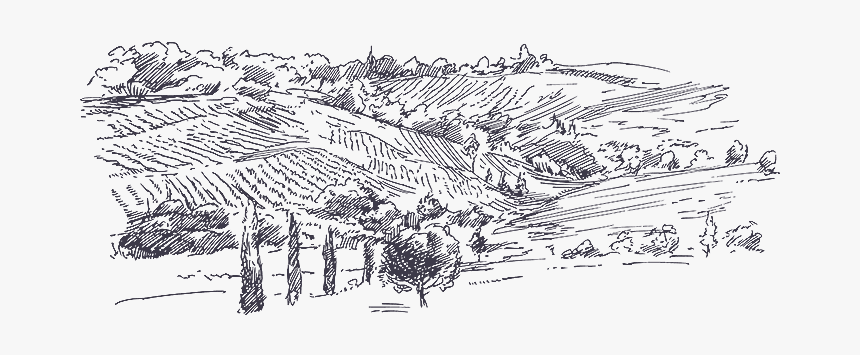 Picture Download Judean Montefiore Wines In - Old Vineyard Draw, HD Png Download