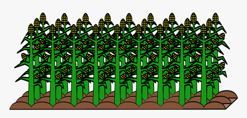 Field, Cultivated, Cultivation, Food, Plant, Harvest - Obrazy Dla Roslin Uprawnych, HD Png Download