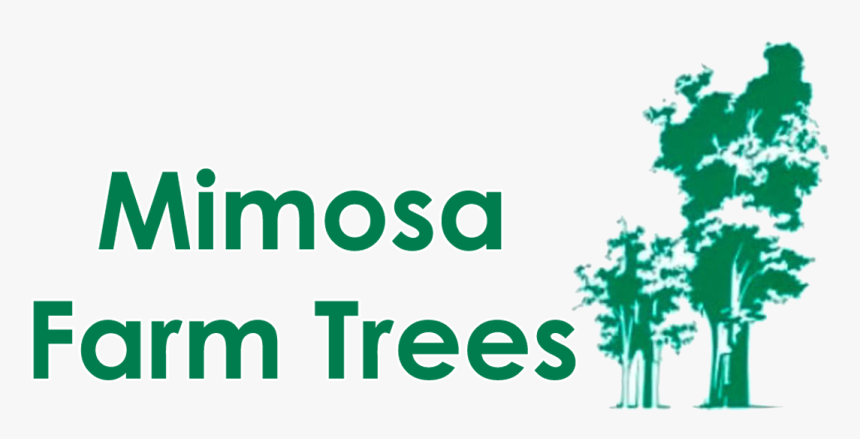 Mimosa Farm Trees - Kingdom Of Fools Story, HD Png Download