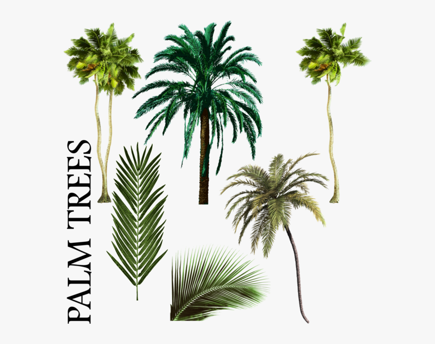 Palm Tree Vector Png Palmiye Ağacı Karışımı Psd, Vektör - Free Palm Tree Psd, Transparent Png