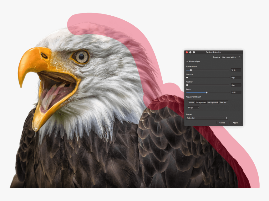 Bald Eagle - Affinity Photo, HD Png Download