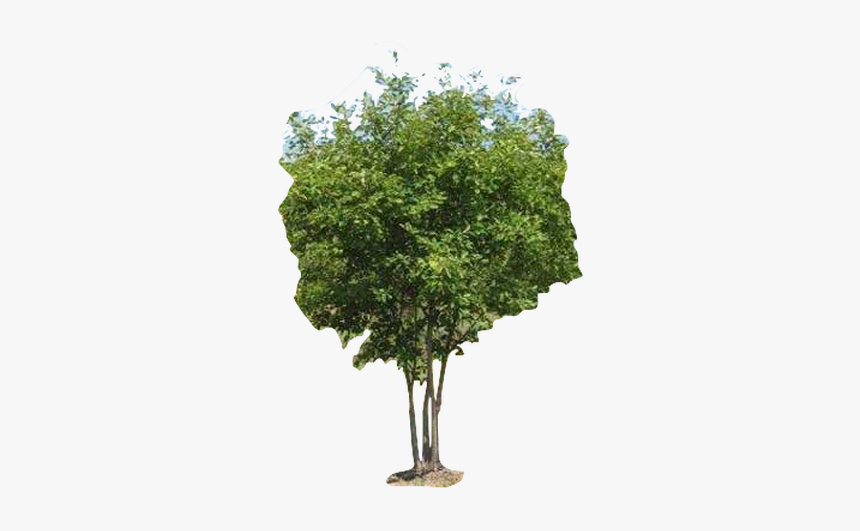 Architecture Tree Cut Out, HD Png Download