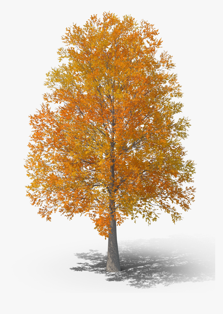 Grove, HD Png Download