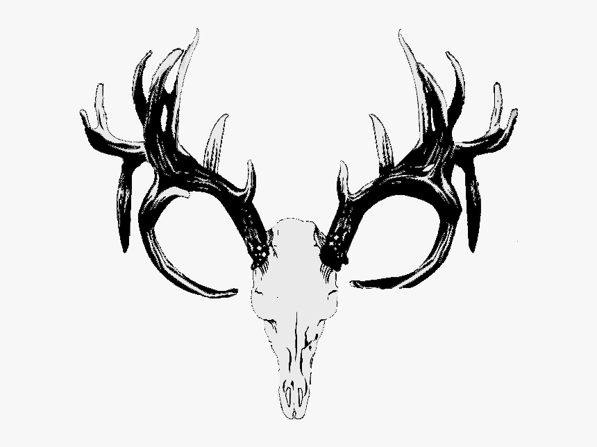 Red Deer Hunting White-tailed Deer Skull - Deer Antlers Png Transparent, Png Download
