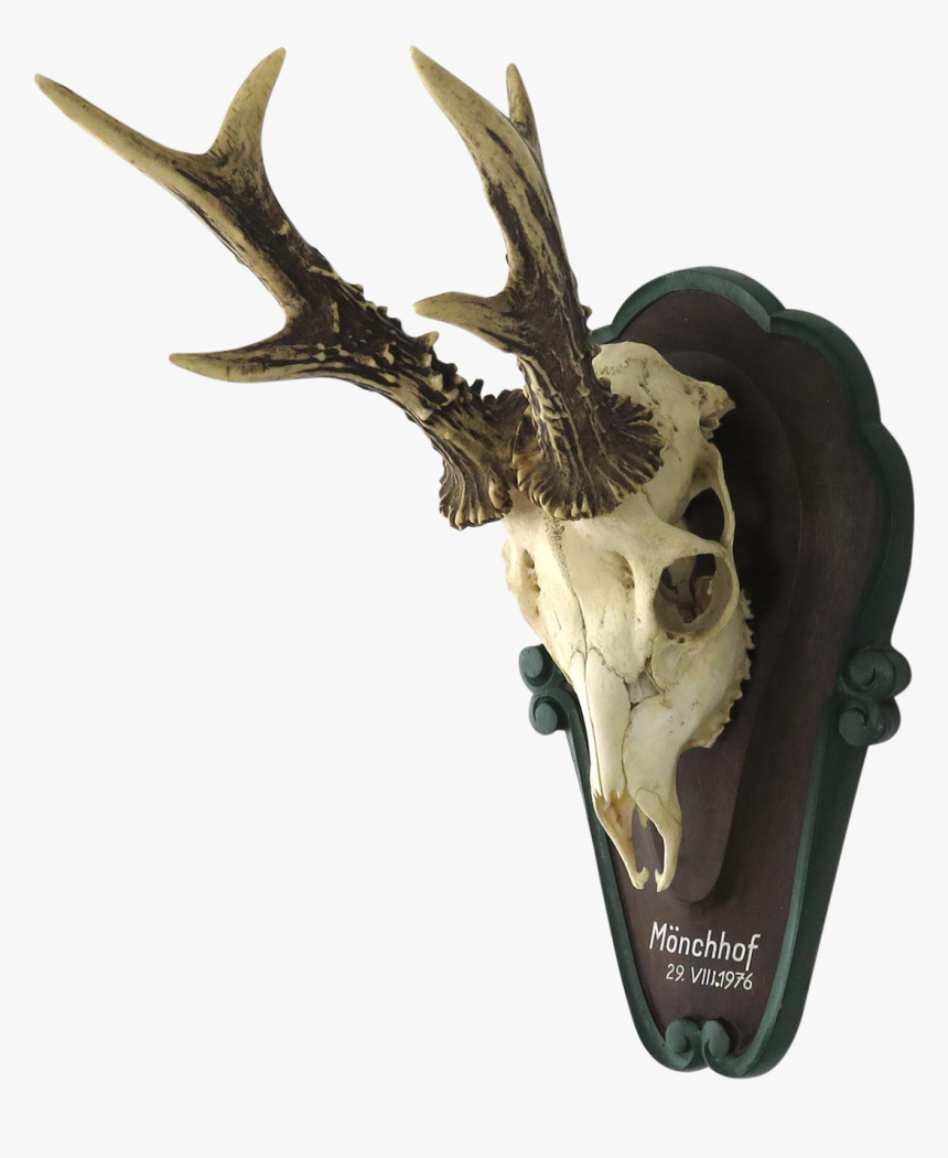 Vintage German Roe Deer Skull Mount - Skull, HD Png Download