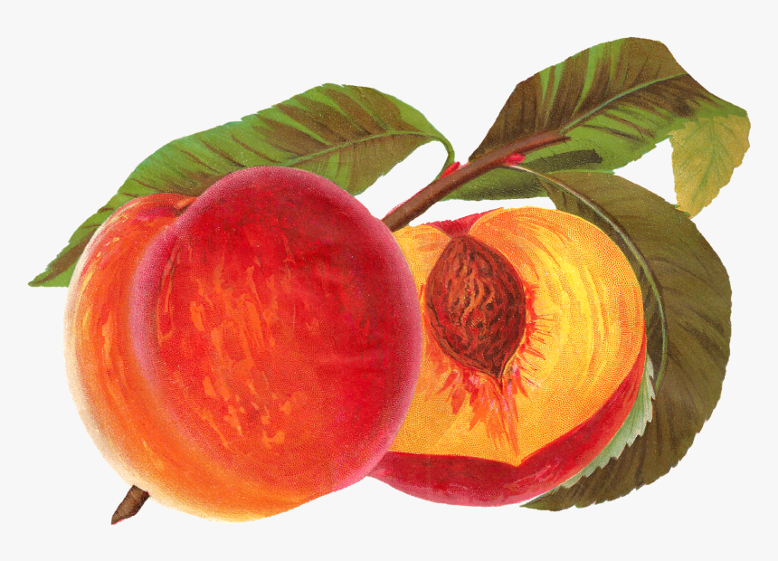 Antique Images - Vintage Peach, HD Png Download