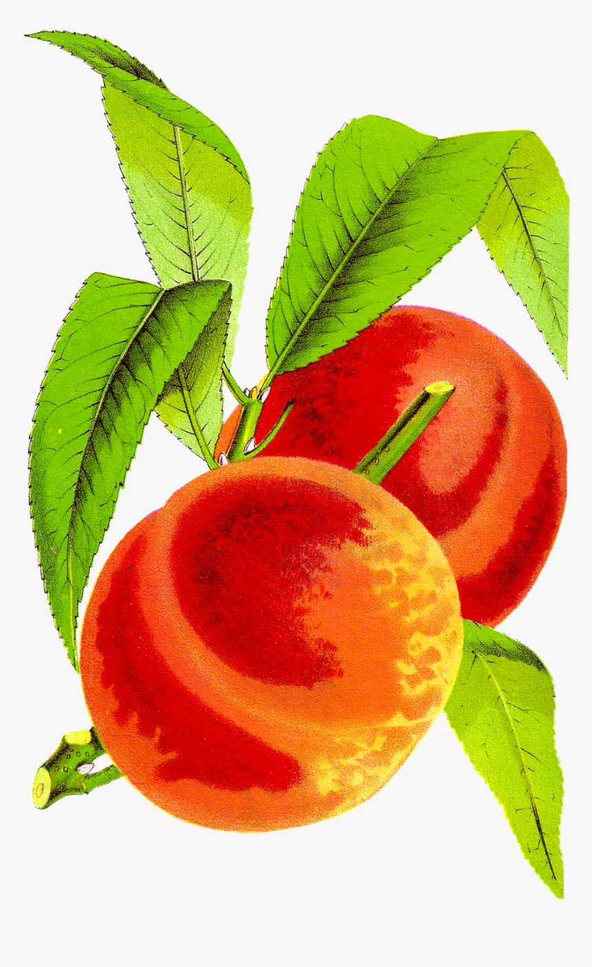 Peach Cobbler Kid Free Download Png Clipart - Vintage Peach Clip Art, Transparent Png