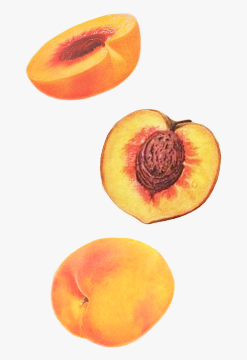 Peaches - Apricot, HD Png Download