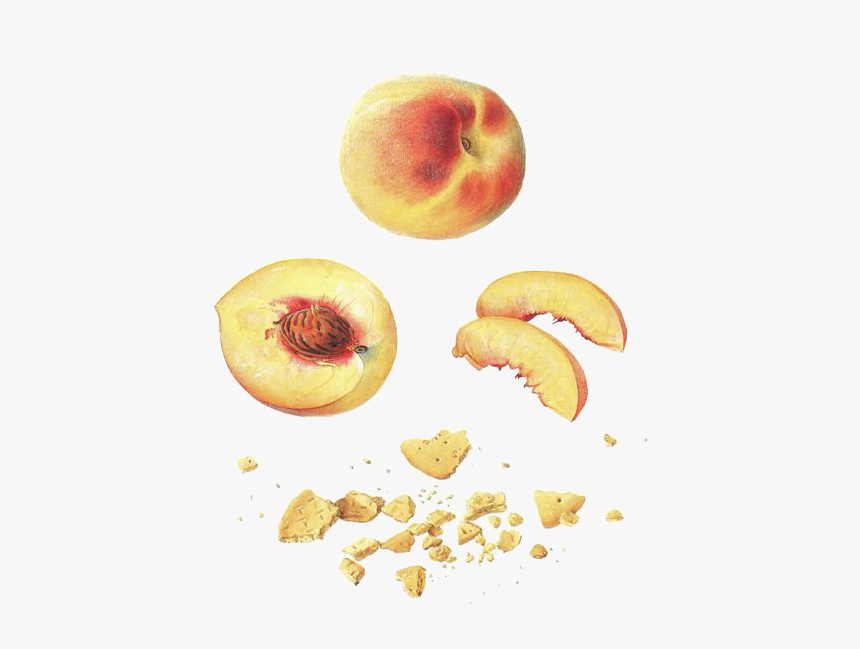Nectarine, HD Png Download