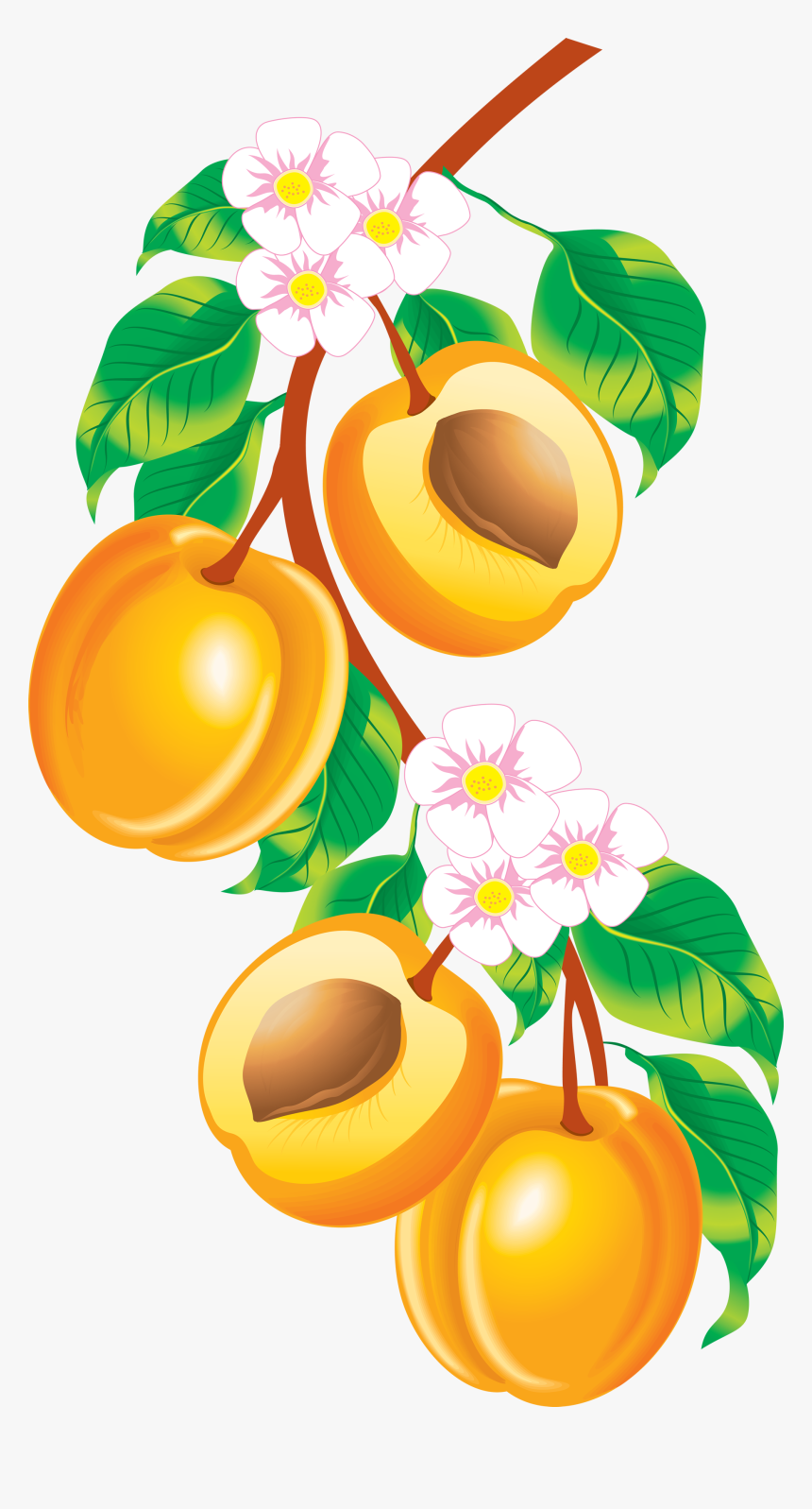 Peach Border Clip Art, HD Png Download