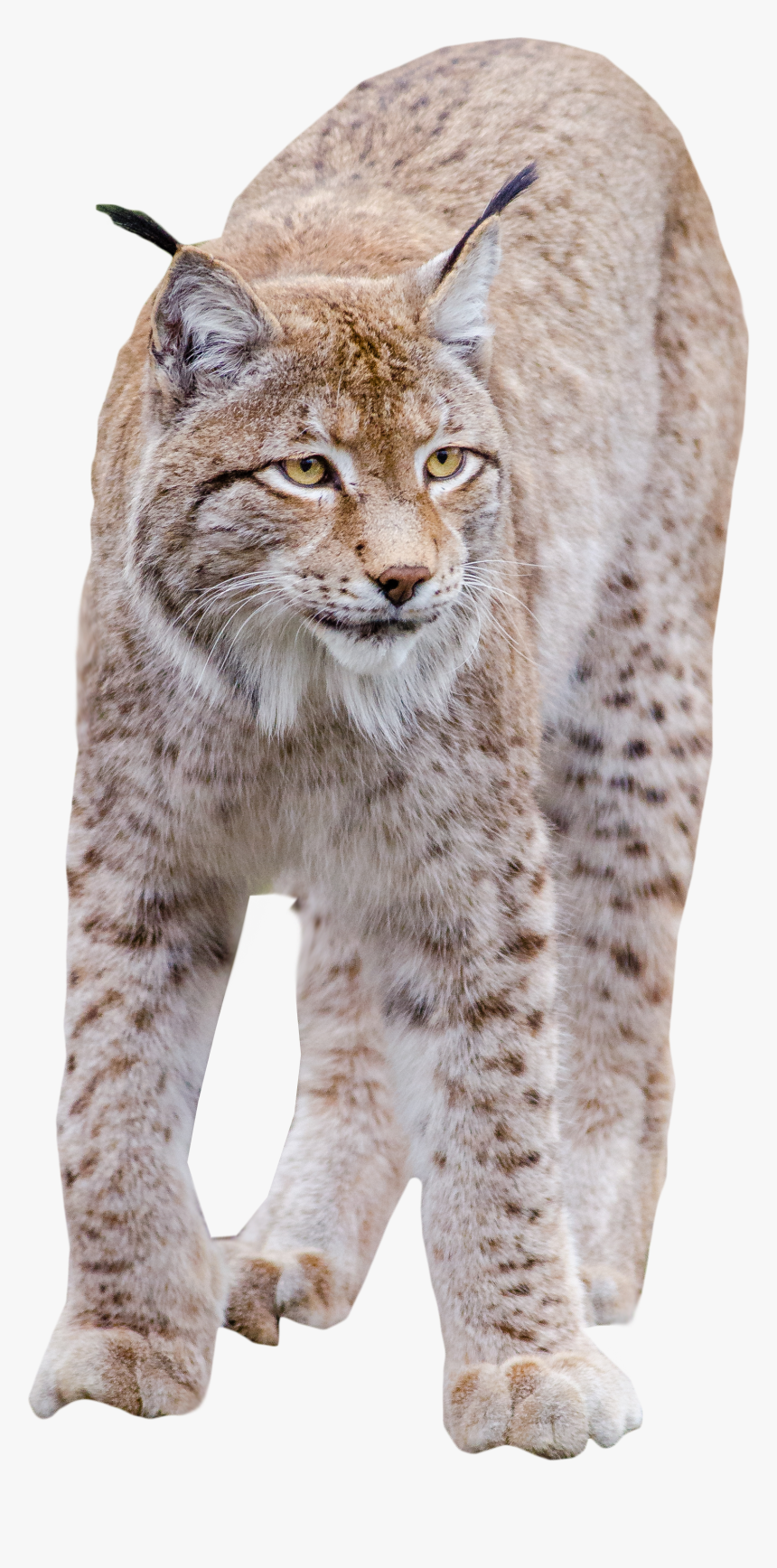 Transparent Lynx Clipart - Transparent Bobcat Png, Png Download