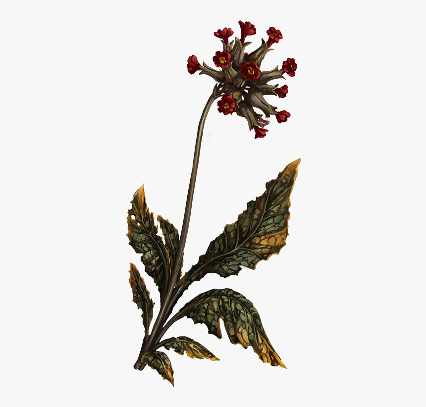 Ashenswish - Pathologic 2 Herbs, HD Png Download