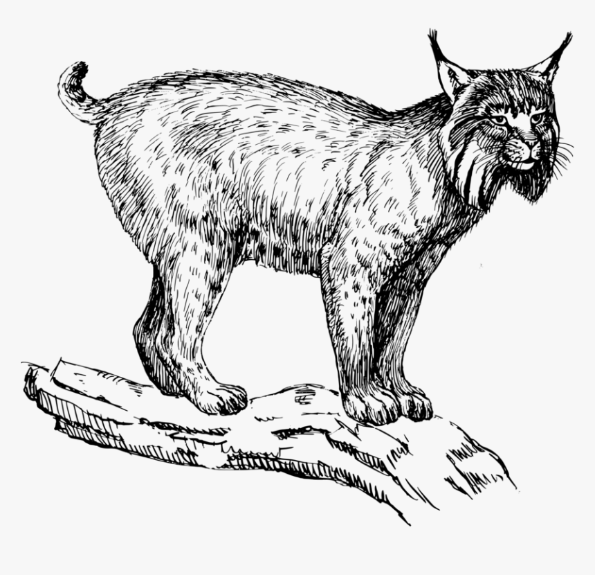 Wild Cat,carnivoran,dog Like Mammal - Lynx Clip Art, HD Png Download