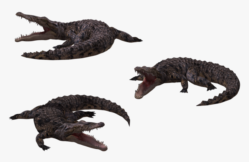 Cocodrilo 3d Png, Transparent Png