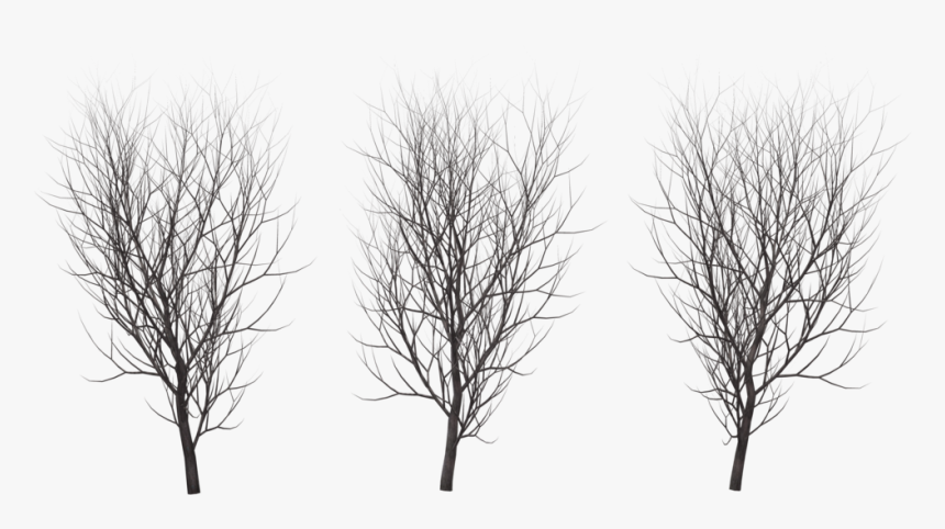 A Tree In Winter, - Tree In Winter Png, Transparent Png
