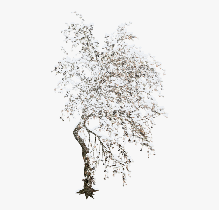 Tree Winter Clip Art - Clip Art, HD Png Download