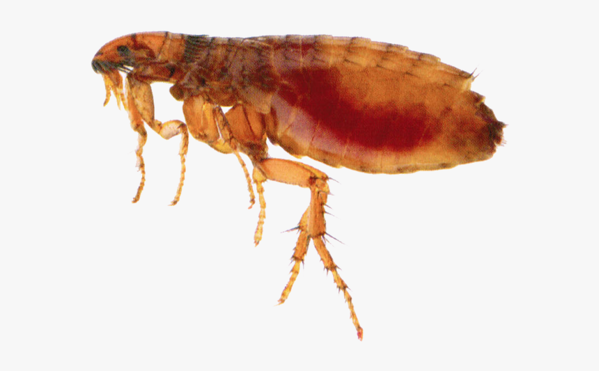 Flea Png - Insect Flea, Transparent Png