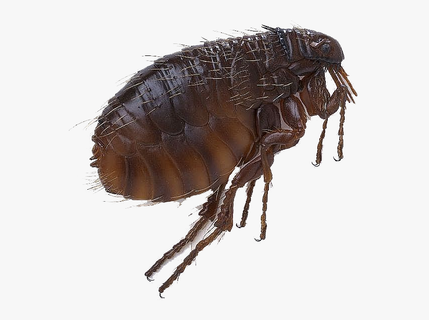 Flea Png - Transparent Flea Png, Png Download