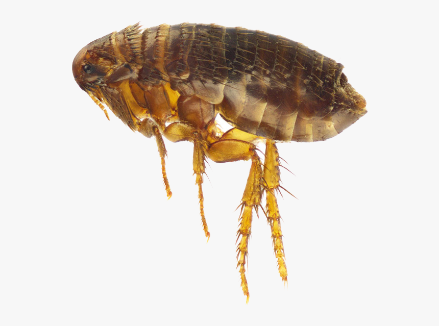 Flea Png - Flea Transparent, Png Download