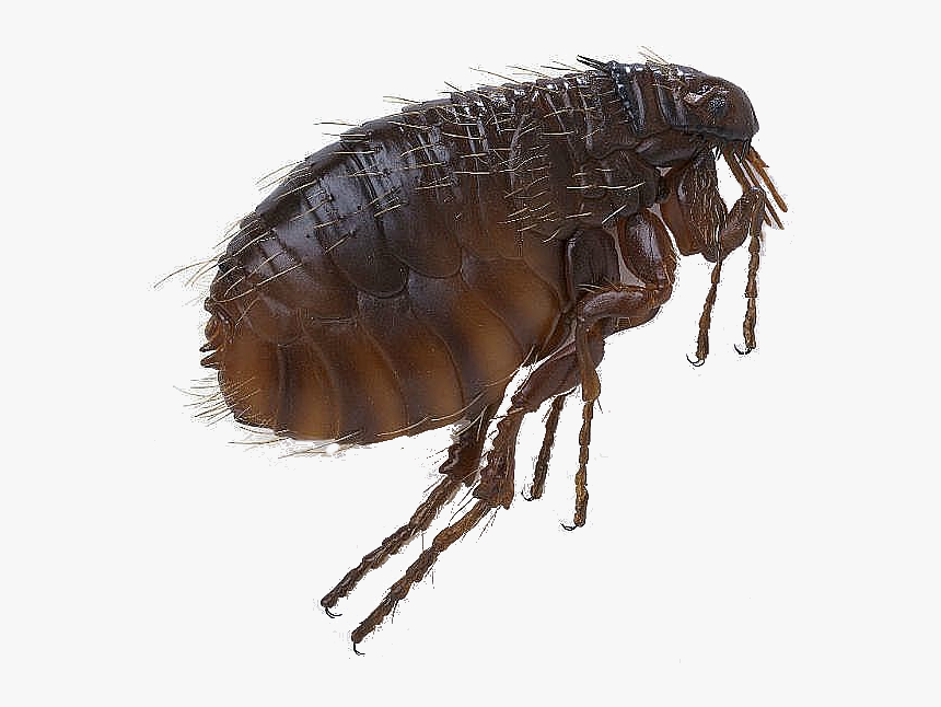 Flea Png Pic - Cat Flea, Transparent Png