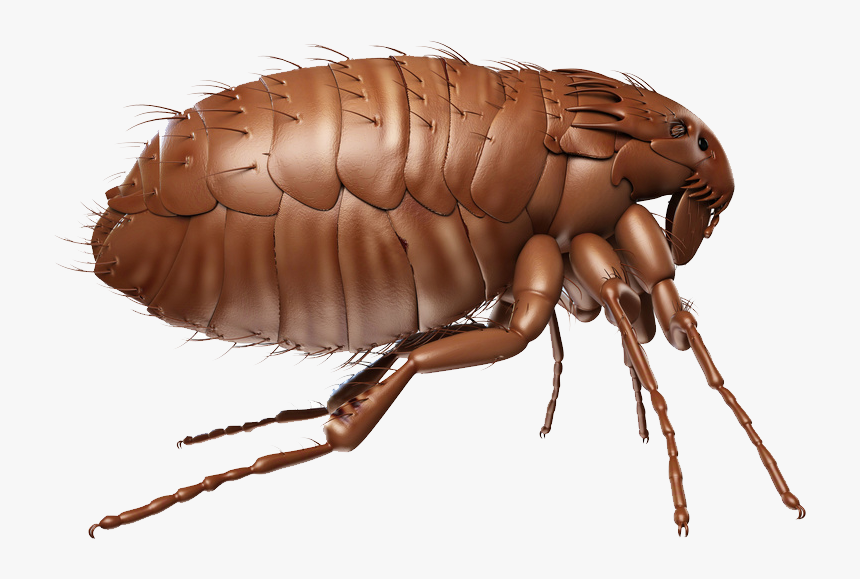 Flea Png, Transparent Png
