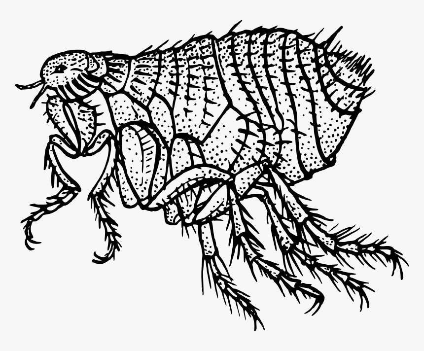 Download Flea Png File For Designing Projects - Flea Black And White, Transparent Png