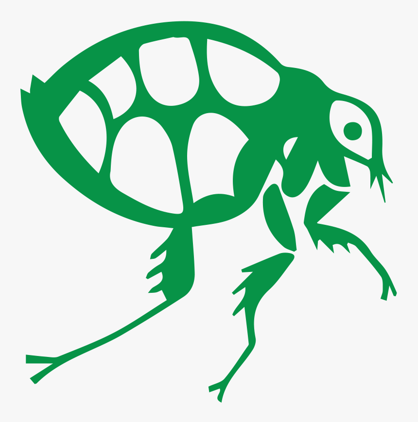 Frog, HD Png Download