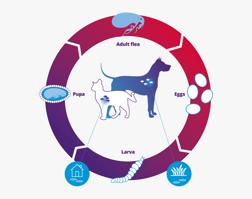 Flywheel Product Led, HD Png Download