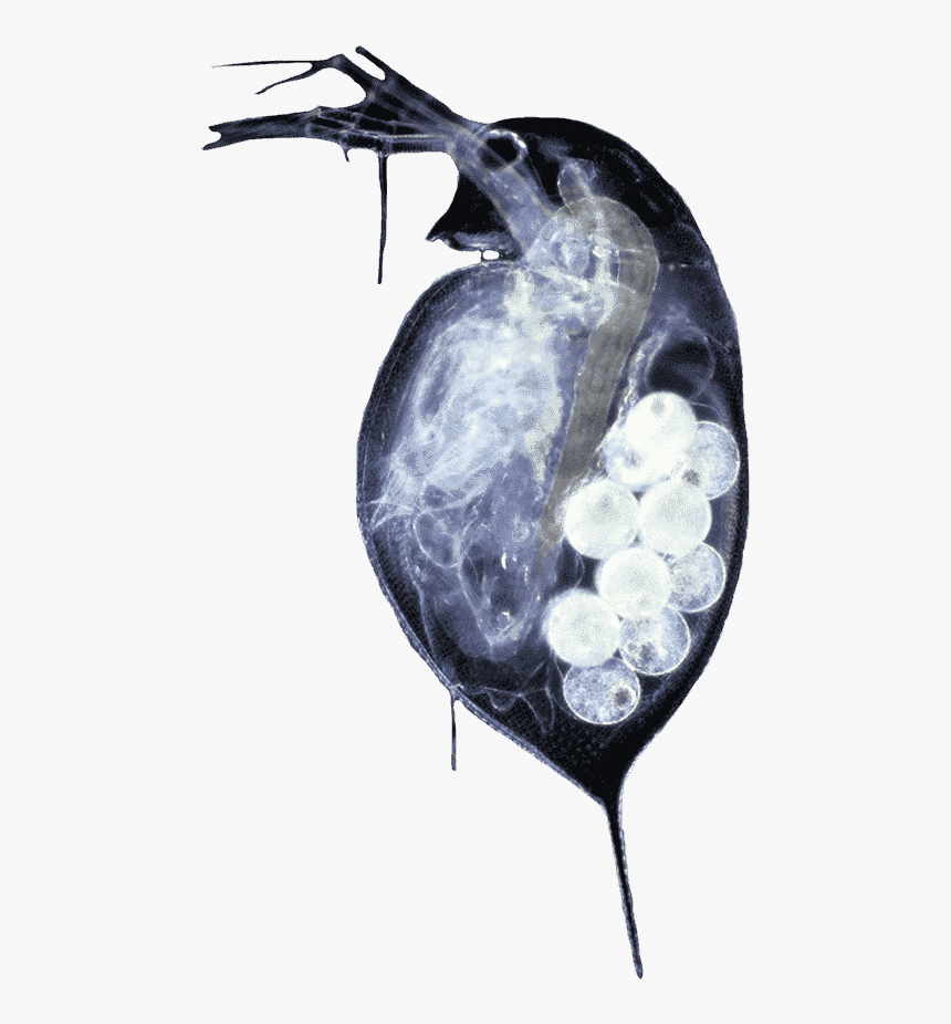 Pregnant Water Flea - Daphnia Pulex, HD Png Download