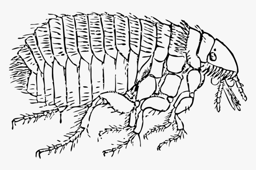 Common Flea - Black And White Flea, HD Png Download