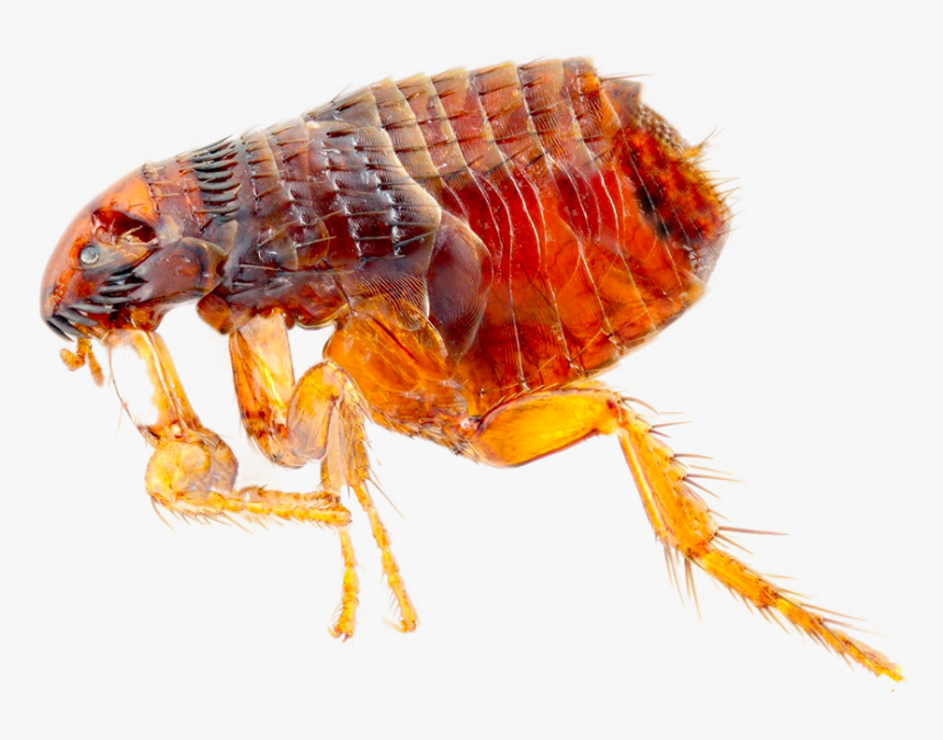 Bird Control By Swat Pest Control Ltd - Ctenocephalides Felis, HD Png Download