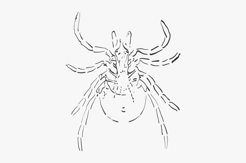 Choosing The Best Flea And Tick Treatment For Your - Sketch, HD Png Download