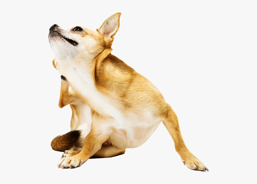 Flea Tick Care - Itchy Dog And Cat, HD Png Download