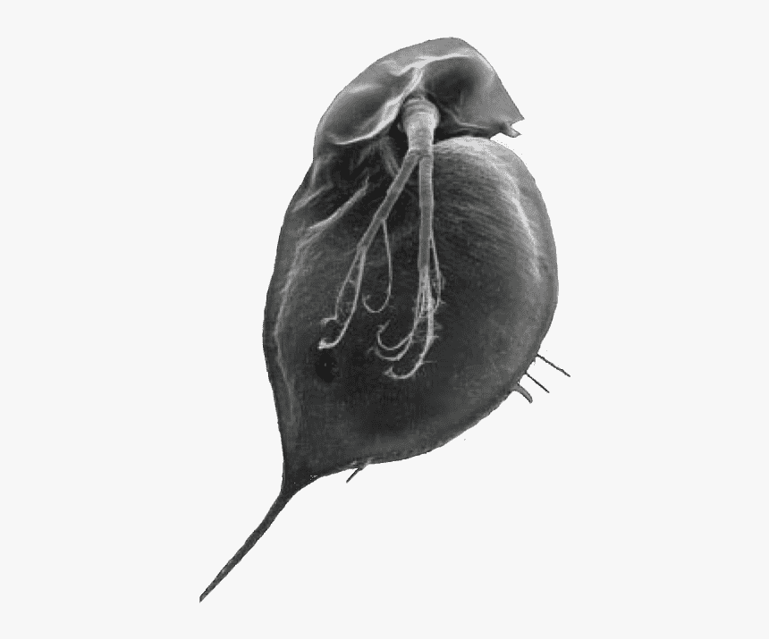 Water Flea Without A Pointed Helment And With A Small - Water Flea Png, Transparent Png