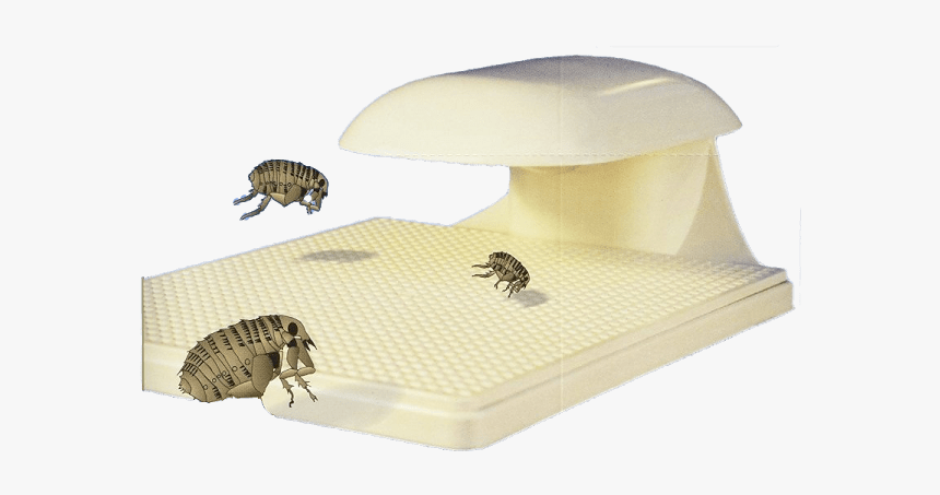 Honeybee, HD Png Download