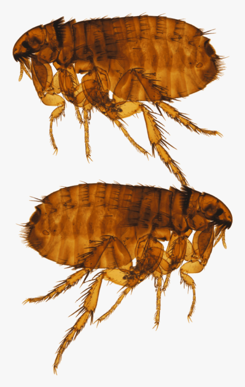 Ctenocephalides Felis, HD Png Download