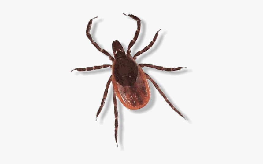 Spider Images Of Insects, HD Png Download
