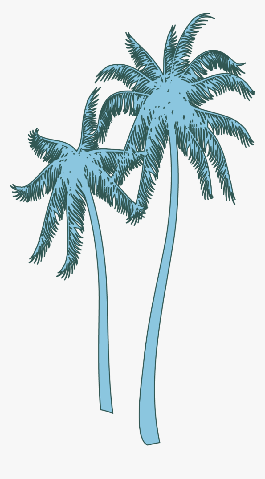 Coconut Tree , Png Download - Roystonea, Transparent Png