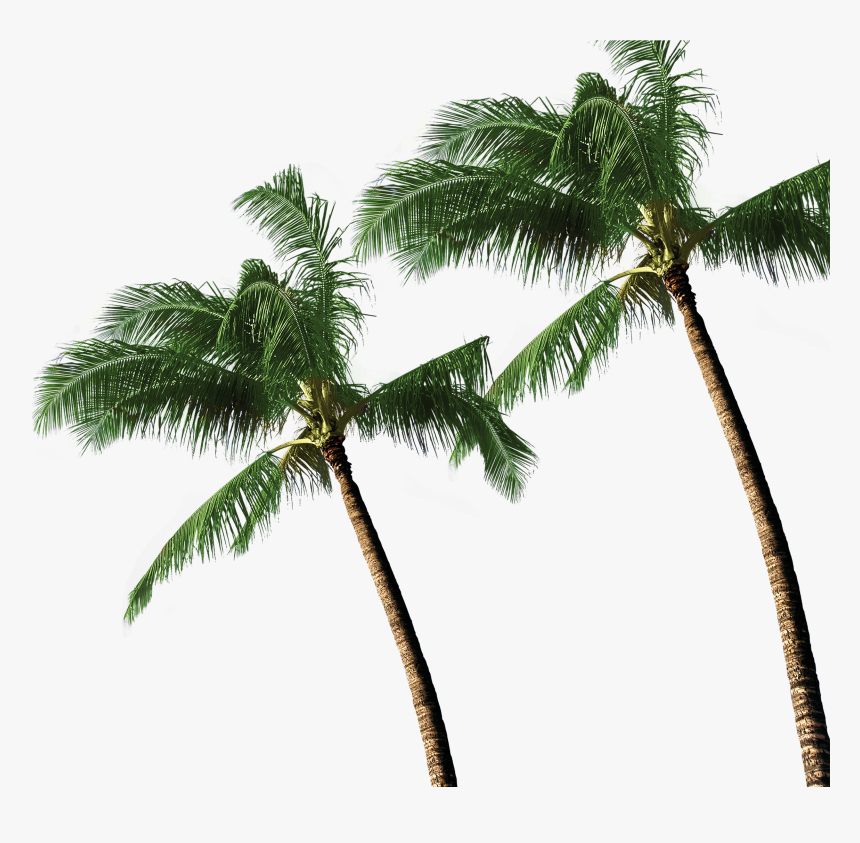 3d Coconut Tree Png Download - High Resolution Coconut Tree Png, Transparent Png