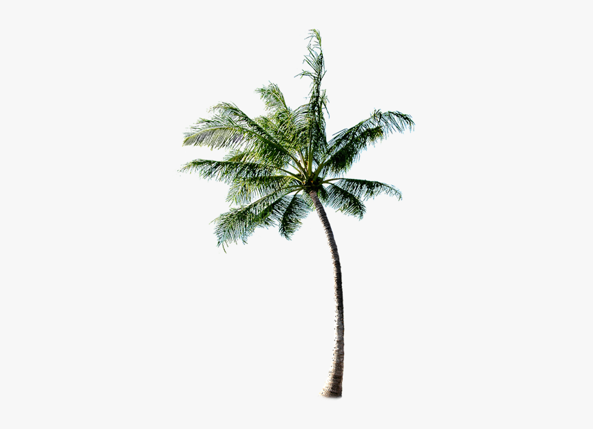 Coconut Tree Download Transparent Png Image - Palm Tree Beach Png, Png Download
