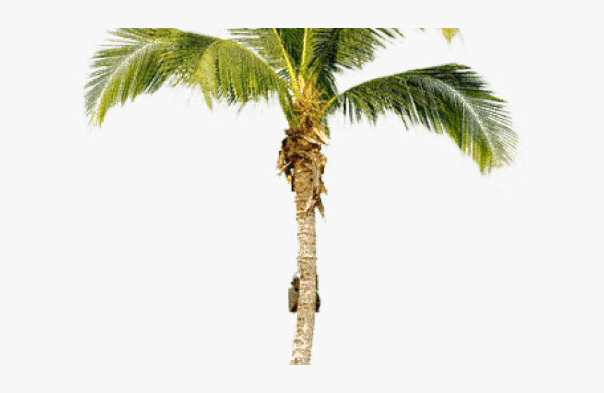 Transparent Palm Tree Png Transparent - Coconut Tree Cut Out, Png Download