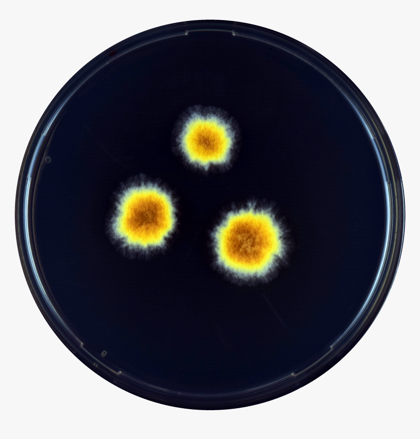 Aspergillus Megasporus Yes - Circle, HD Png Download