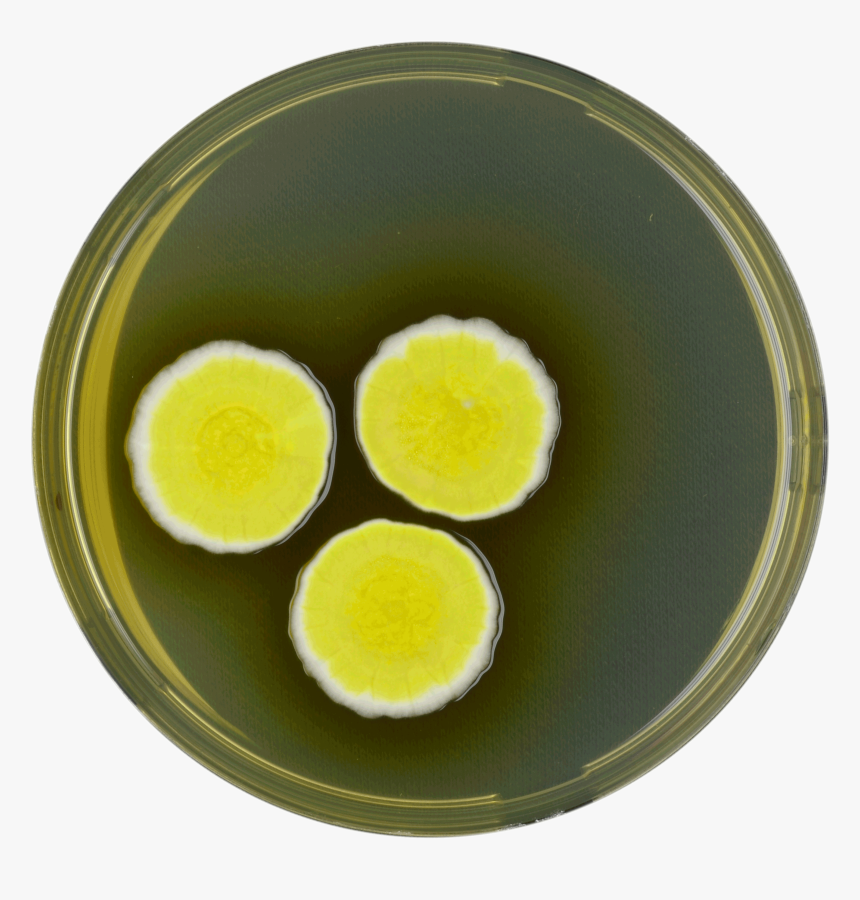 Aspergillus Neoniveus Yes - Circle, HD Png Download