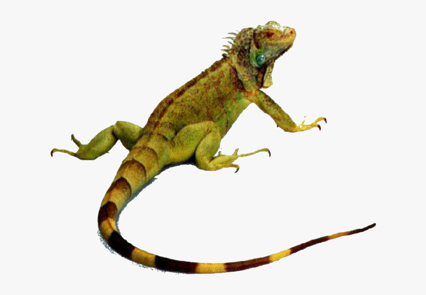 Animals That Crawl, HD Png Download