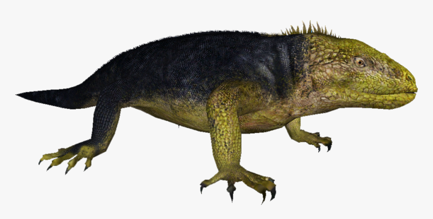 Iguana Png, Transparent Png